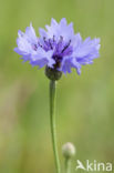 Cornflower (Centaurea cyanus)