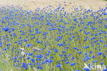 Cornflower (Centaurea cyanus)