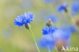 Korenbloem (Centaurea cyanus)