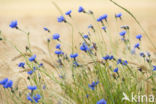 Korenbloem (Centaurea cyanus)