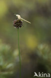 Wild Onion (Allium vineale)