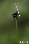 Wild Onion (Allium vineale)