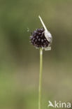 Wild Onion (Allium vineale)