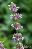 Kranssalie (Salvia verticillata)