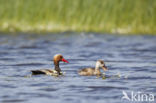 Red-crested Pochard (Netta rufina)