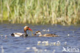 Red-crested Pochard (Netta rufina)