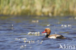 Red-crested Pochard (Netta rufina)