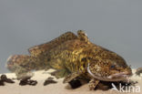 Burbot (Lota lota)