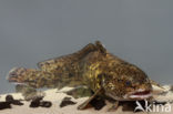 Burbot (Lota lota)