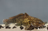 Burbot (Lota lota)