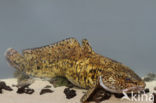 Burbot (Lota lota)