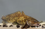 Burbot (Lota lota)