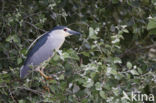 Kwak (Nycticorax nycticorax)