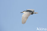 Kwak (Nycticorax nycticorax)