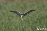 Night Heron (Nycticorax nycticorax)