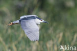 Night Heron (Nycticorax nycticorax)