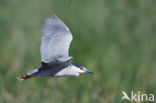 Kwak (Nycticorax nycticorax)