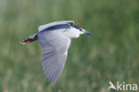 Night Heron (Nycticorax nycticorax)