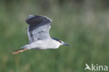 Night Heron (Nycticorax nycticorax)