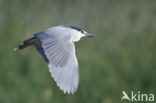 Night Heron (Nycticorax nycticorax)