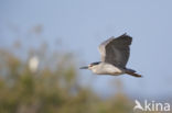 Kwak (Nycticorax nycticorax)