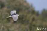 Kwak (Nycticorax nycticorax)