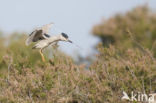 Night Heron (Nycticorax nycticorax)