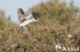 Night Heron (Nycticorax nycticorax)