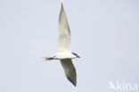 Gull-billed Tern (Sterna nilotica)