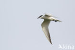 Gull-billed Tern (Sterna nilotica)
