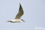 Gull-billed Tern (Sterna nilotica)