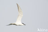 Gull-billed Tern (Sterna nilotica)