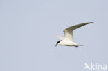 Gull-billed Tern (Sterna nilotica)