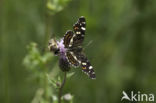 Landkaartje (Araschnia levana)