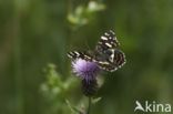 Landkaartje (Araschnia levana)