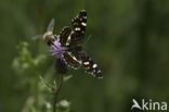 Landkaartje (Araschnia levana)