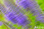 Long-leaved Speedwell (Veronica longifolia)