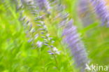 Long-leaved Speedwell (Veronica longifolia)