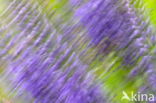 Long-leaved Speedwell (Veronica longifolia)