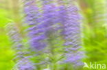 Long-leaved Speedwell (Veronica longifolia)