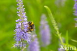 Long-leaved Speedwell (Veronica longifolia)