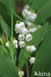 Lelietje-van-dalen (Convallaria majalis)