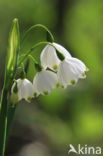 Lenteklokje (Leucojum vernum)