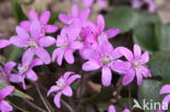 Leverbloempje (Hepatica acutiloba)