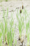 Bulrush (Typha)