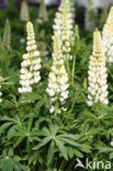 Lupine (Lupinus spec.)