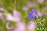 Heath Speedwell (Veronica officinalis)