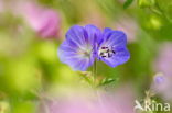 Heath Speedwell (Veronica officinalis)