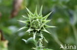 Mariadistel (Silybum marianum)