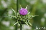 Mariadistel (Silybum marianum)